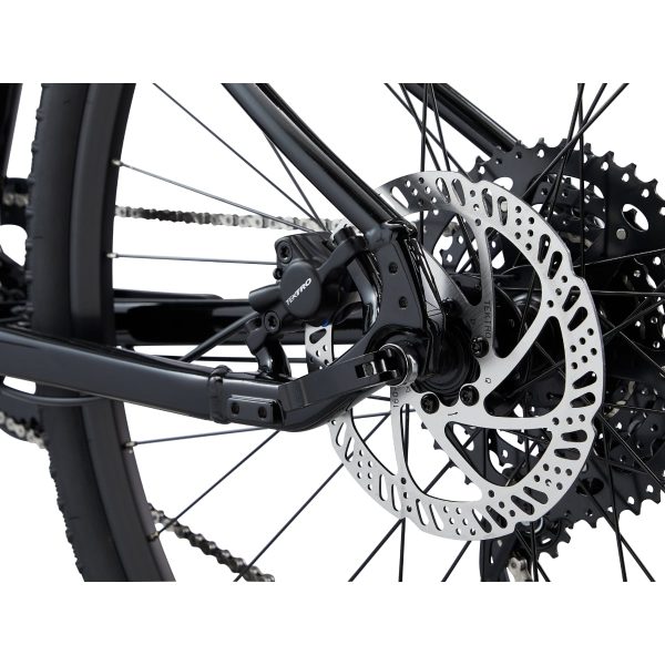 Giant Cypress 2 (2022) Black